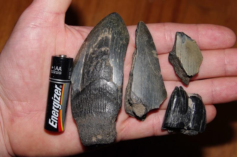 Shark Teeth!